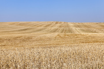 straw after harvest  