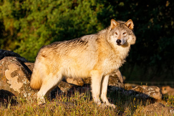 Fototapeta premium Gray wolf (Canis lupus)
