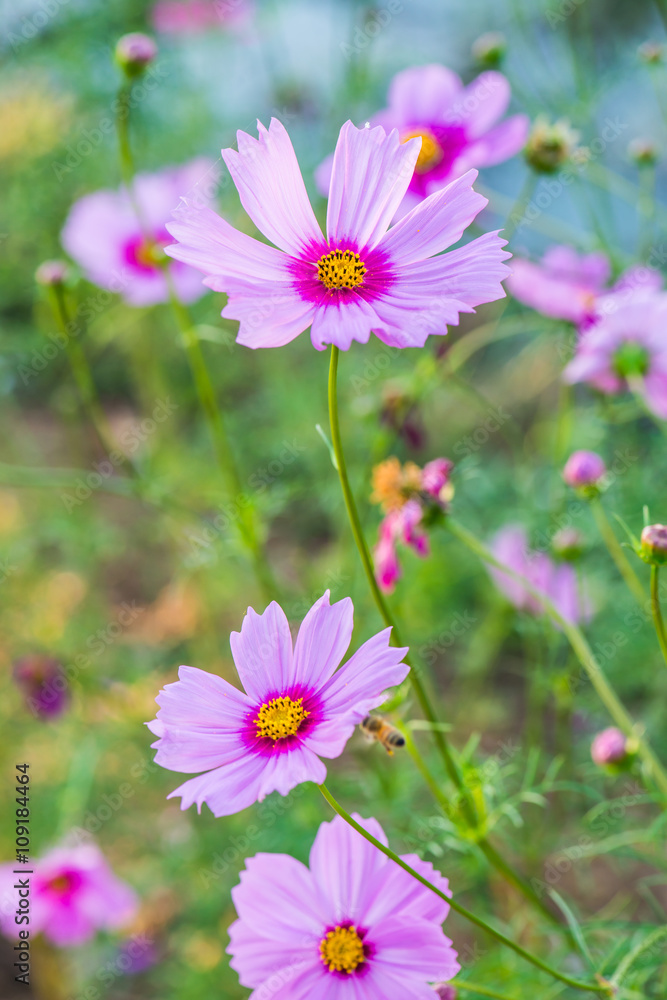 Wall mural close up of cosmos flowers
