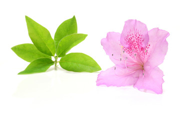 Japanese pink azalea and leaf in white