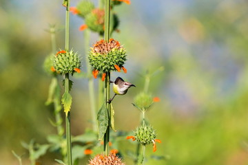Female purple-rumped sunbird. This is a sunbird endemic to the Indian Subcontinent. They are small in size, feeding mainly on nectar but sometimes take insects, particularly when feeding young. 