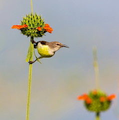 Female purple-rumped sunbird. This is a sunbird endemic to the Indian Subcontinent. They are small in size, feeding mainly on nectar but sometimes take insects, particularly when feeding young. 