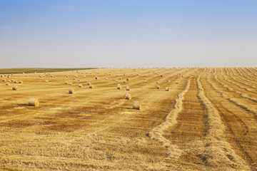 Fototapeta premium field of wheat 