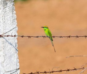 The green bee-eater sometimes little green bee-eater is a near perching bird in the bee-eater family. They are mainly insect eaters and they are found in grassland, thin scrub and forest .