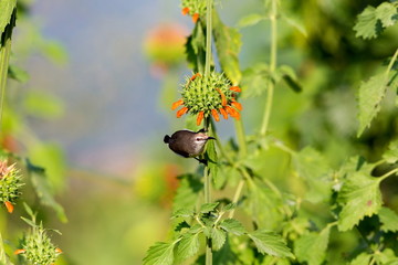 Obraz premium Female purple-rumped sunbird. This is a sunbird endemic to the Indian Subcontinent. They are small in size, feeding mainly on nectar but sometimes take insects, particularly when feeding young. 