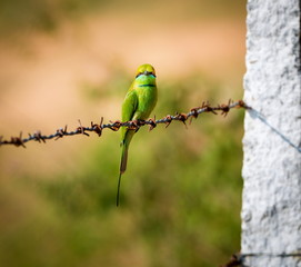 The green bee-eater sometimes little green bee-eater is a near perching bird in the bee-eater family. They are mainly insect eaters and they are found in grassland, thin scrub and forest .