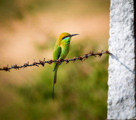 The green bee-eater sometimes little green bee-eater is a near perching bird in the bee-eater family. They are mainly insect eaters and they are found in grassland, thin scrub and forest .