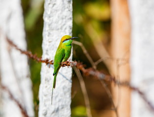 The green bee-eater sometimes little green bee-eater is a near perching bird in the bee-eater family. They are mainly insect eaters and they are found in grassland, thin scrub and forest .