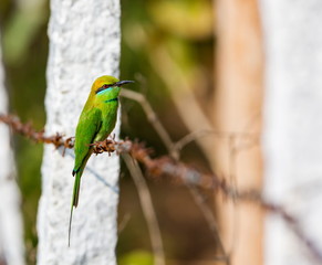 The green bee-eater sometimes little green bee-eater is a near perching bird in the bee-eater family. They are mainly insect eaters and they are found in grassland, thin scrub and forest .
