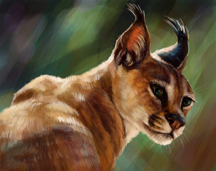 Naklejka premium Каракал, рысь 