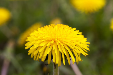 yellow dandelions close up  