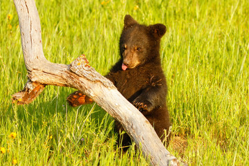 Baby American black bear
