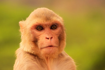 Obraz premium Portrait of Rhesus macaque (Macaca mulatta)