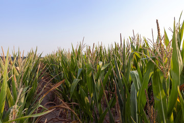 Obraz premium Green immature corn 