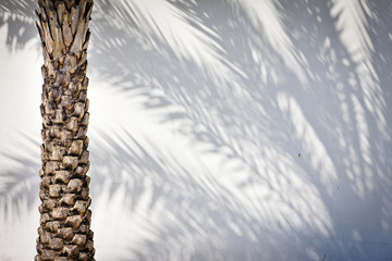 white plaster wall with palm tree shadow