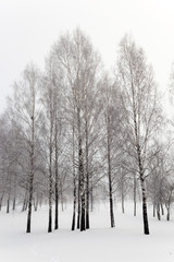 trees in winter  
