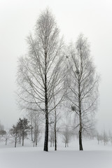 Fototapeta premium trees in winter 