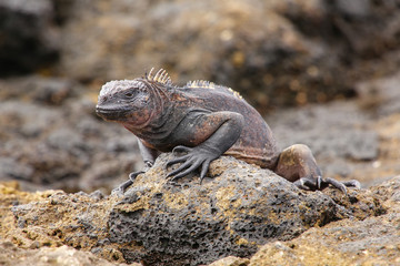 Marine Iguana on Chinese Hat island, Galapagos National Park, Ec