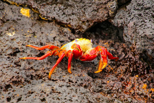 Sally lightfoot crab molting on Chinese Hat island, Galapagos Na