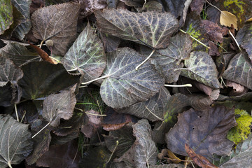 old autumn foliage 