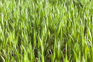 green wheat, close-up  
