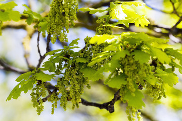 blooming oak , spring 