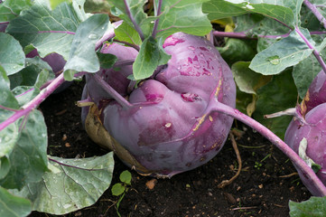 Kohlrabi (Brassica oleracea) Ballot
