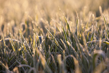 frost on the wheat  