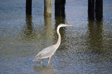 Great Blue Heron (Ardea Herodias) wading in shallow water hunting for food