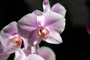 pink orchids with black background