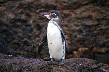 Naklejka premium Galapagos Penguin standing on rocks, Bartolome island, Galapagos