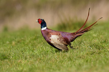 Pheasant, Phasianus colchicus
