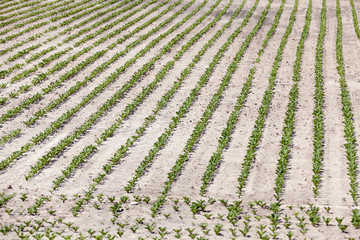 field with beetroot  