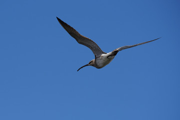 Whimbrel, Numenius phaeopus