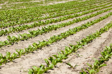 field with beetroot  