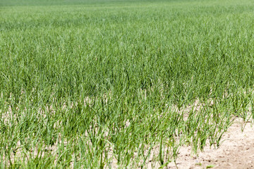 green onions in the field  