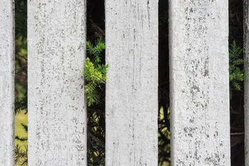 Tree on wood panels wall for background