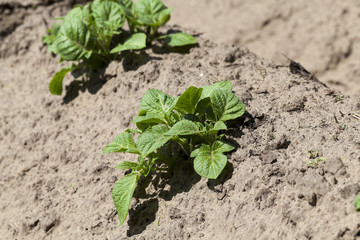 Field with potato  