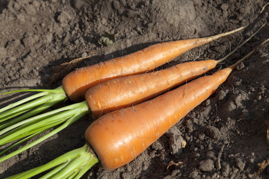 carrots in hand  