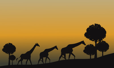 Fototapeta na wymiar Silhouette of giraffe and yellow sky