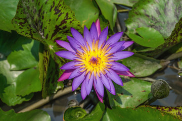Violet lotus flower