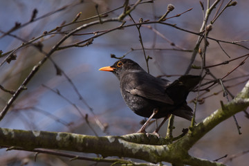 Blackbird - male