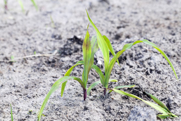young sprout of corn 