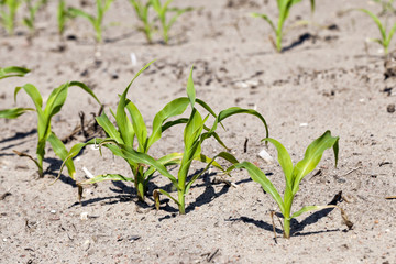 agricultural field with corn  