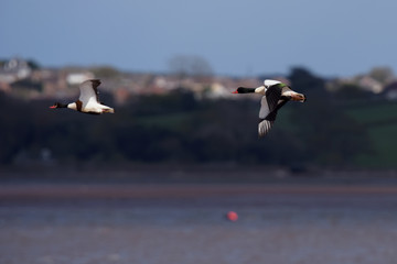 Fototapeta premium Shelduck