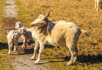 Goat Back Scratch:
A picture of an off-white Horned Nubian Goat scratching his or her back with...