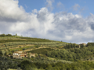 Fototapeta na wymiar far view of a vineyard in tuscany