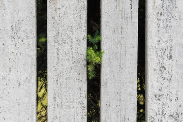 Old white wood plank background. Closeup.