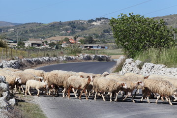 Gregge di pecore
