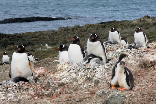 Gentoo penguins nesting ground in Barrientos Island, Antarctica